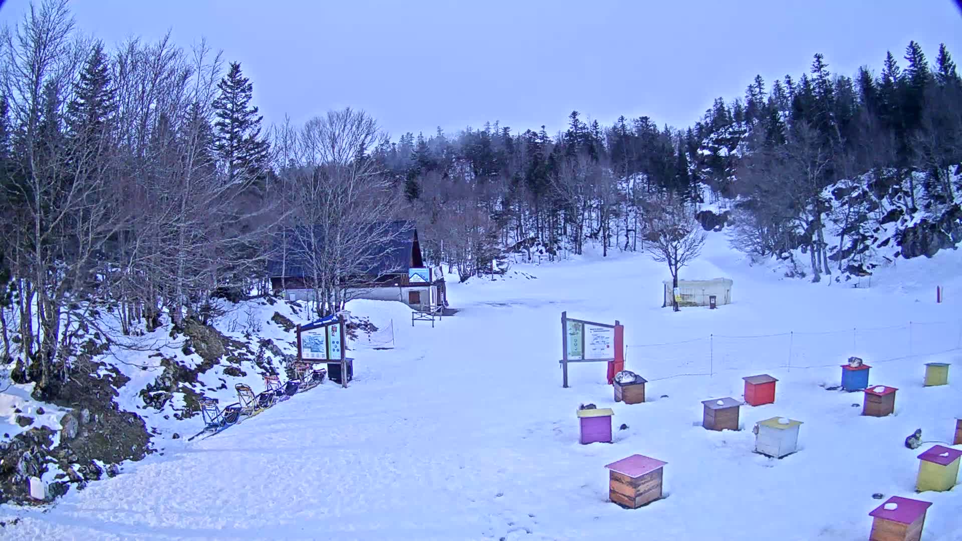 A snow-covered area with a small building, several colorful beehives, and a line of dog sleds sits before a line of leafless trees under a pale sky.