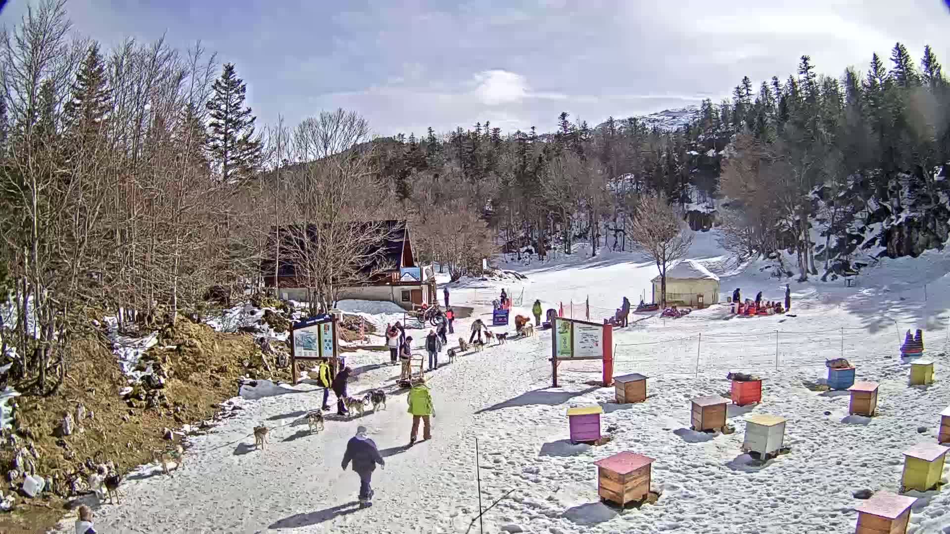A snowy, sunny day at a dog sledding area shows people walking among dogs and small colorful structures in the snow, with a building and a forest in the background.