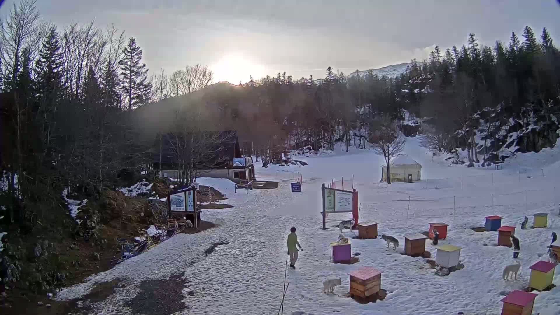 A person walks a dog past several dog houses in a snowy, wooded area under a partly sunny sky.