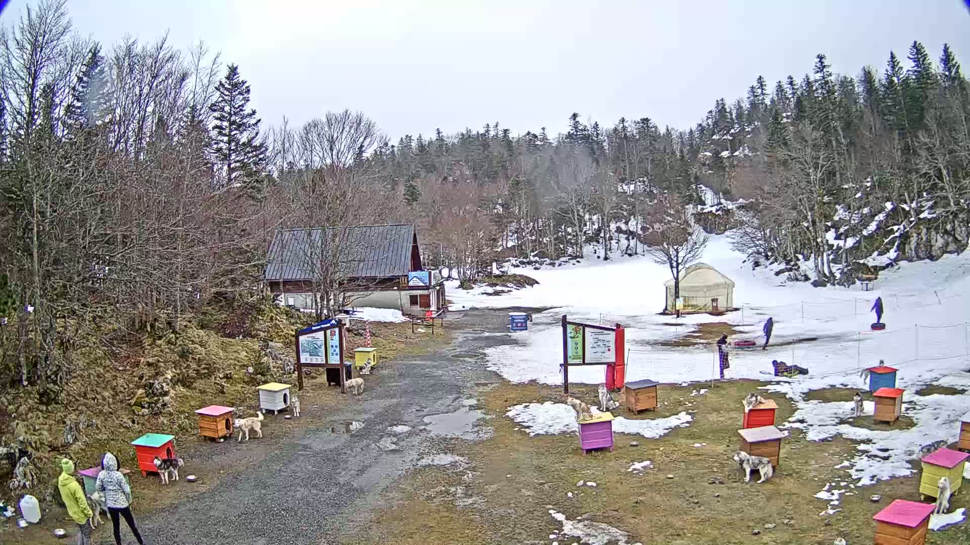 A snowy, overcast scene shows a small building, a yurt, and numerous colorful dog houses with dogs near them, all situated in a clearing within a wooded area.