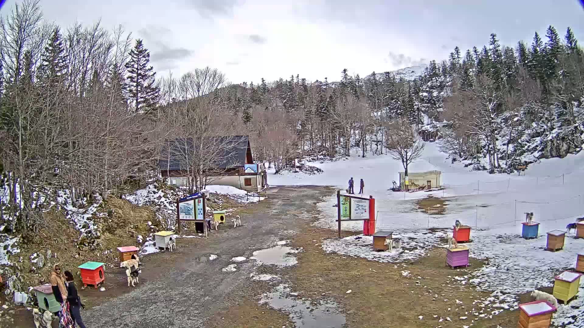 A snowy, overcast day reveals a dirt path leading to a small building amidst a wooded area, with several colorful dog houses and dogs visible, and a couple of people standing in the distance.
