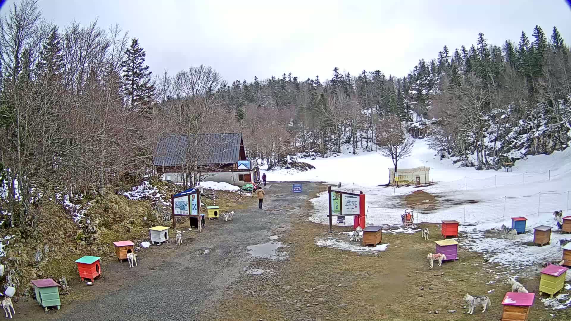 A snowy, overcast day at a dog sledding facility shows a dirt path leading to a small building, surrounded by numerous colorful dog houses with dogs near them.