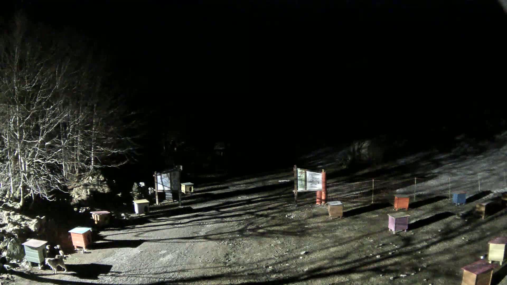At night, two dogs are near several small, colorful structures in a gravel area surrounded by bare trees under a dark sky.