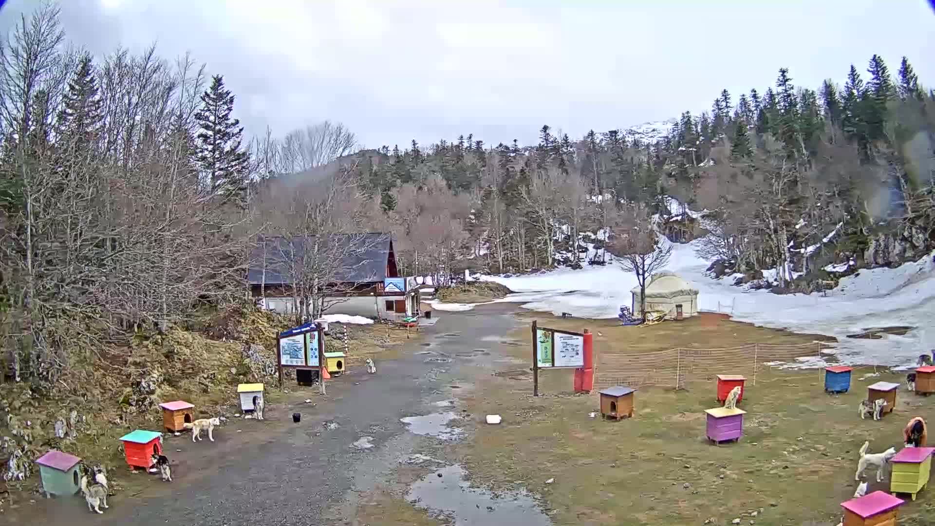 A snowy, overcast day reveals a dirt path leading to a small building, surrounded by colorful dog houses with dogs resting near them, against the backdrop of a snow-covered hillside and a forest.