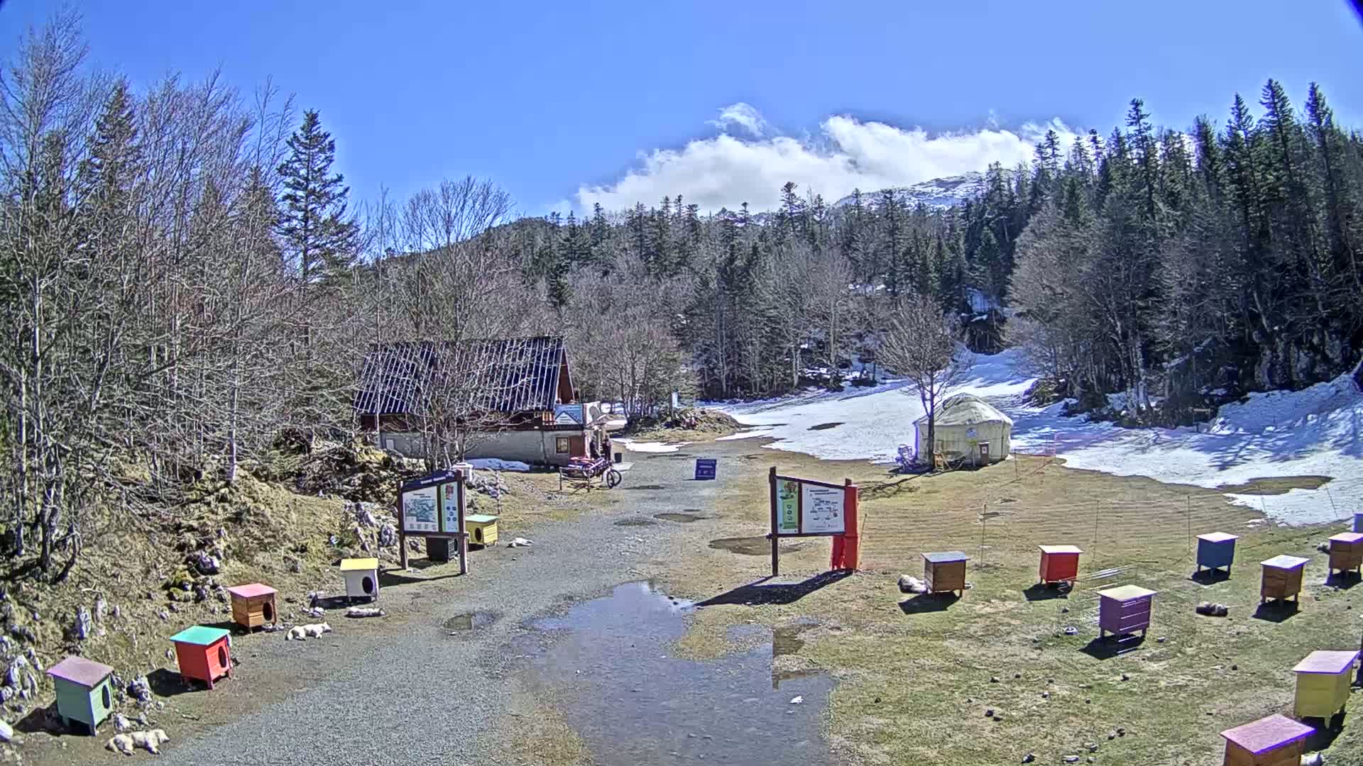 A sunny day reveals a small building, a yurt, and numerous colorful dog houses in a snow-dusted clearing surrounded by a coniferous forest under a partly cloudy sky.