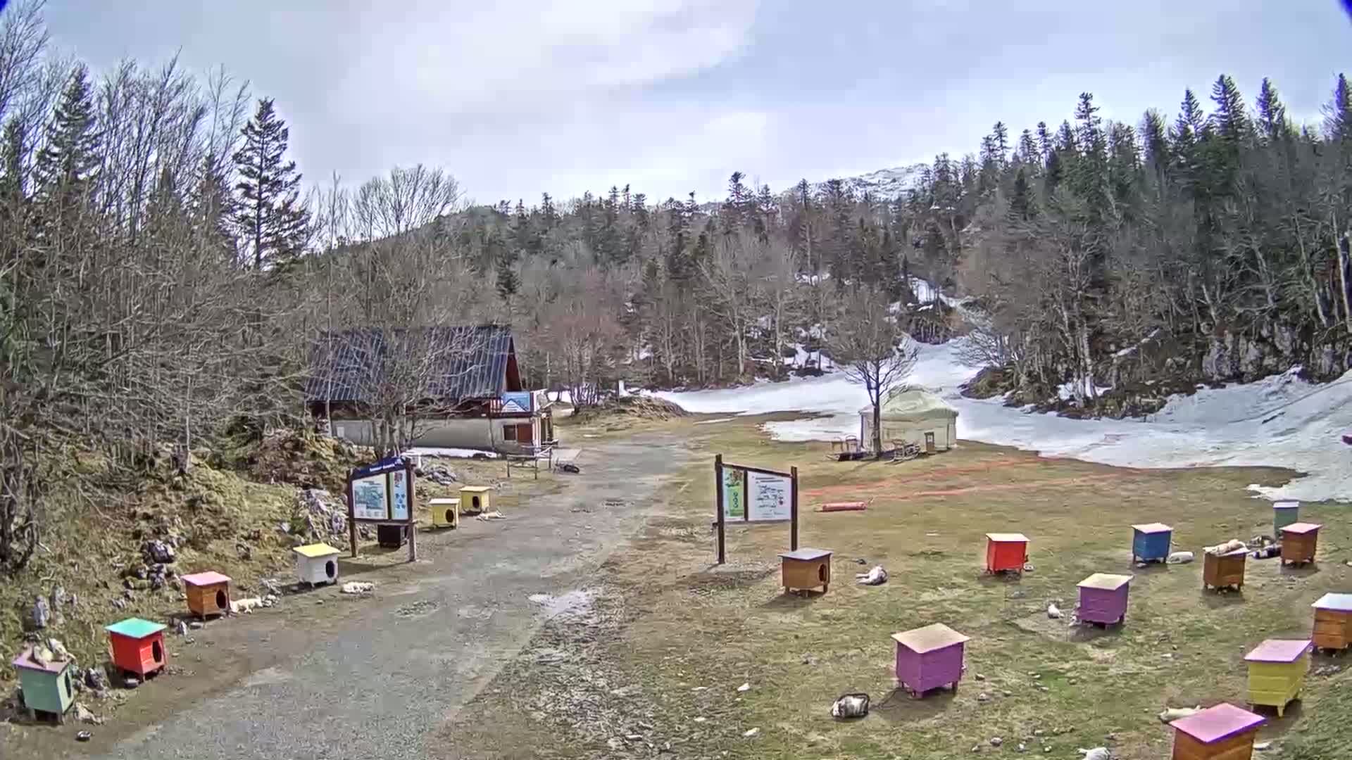 A mostly sunny day with patches of snow on the ground shows a dirt road leading to a small building, surrounded by colorful dog houses with dogs lying outside them, nestled in a mountainous forest.