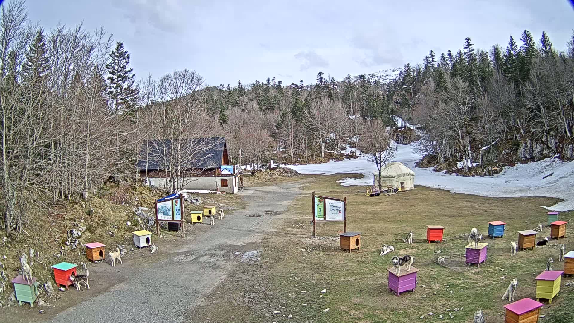 A dirt road leads to a small building and yurt in a clearing surrounded by bare deciduous and evergreen trees, with patches of snow on the ground and numerous dogs resting in colorful dog houses.