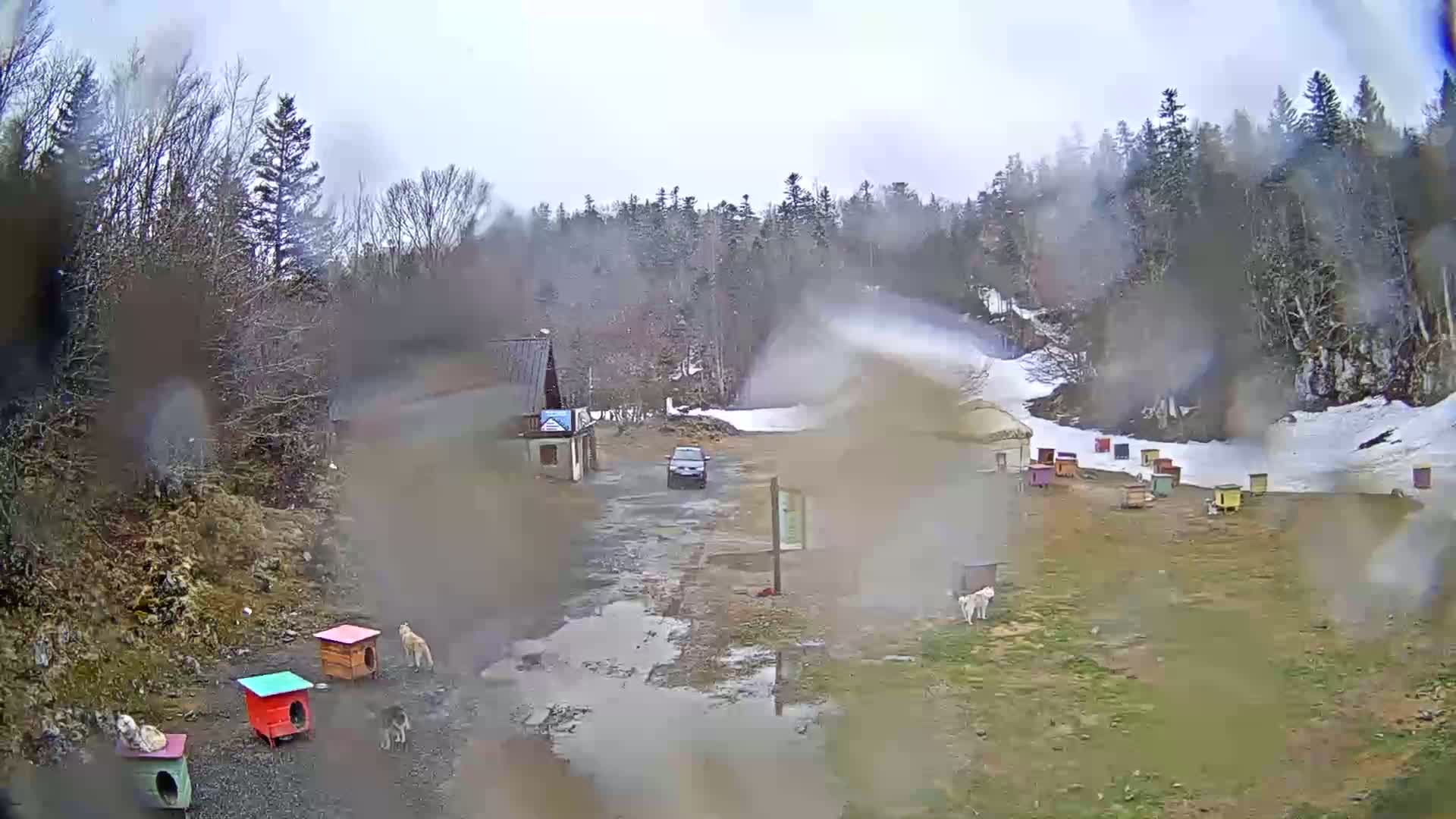 A rainy, overcast day reveals a muddy parking area with several small dog houses, a few dogs, a car, and a row of colorful beehives near a snow-dusted hillside and a line of evergreen trees.