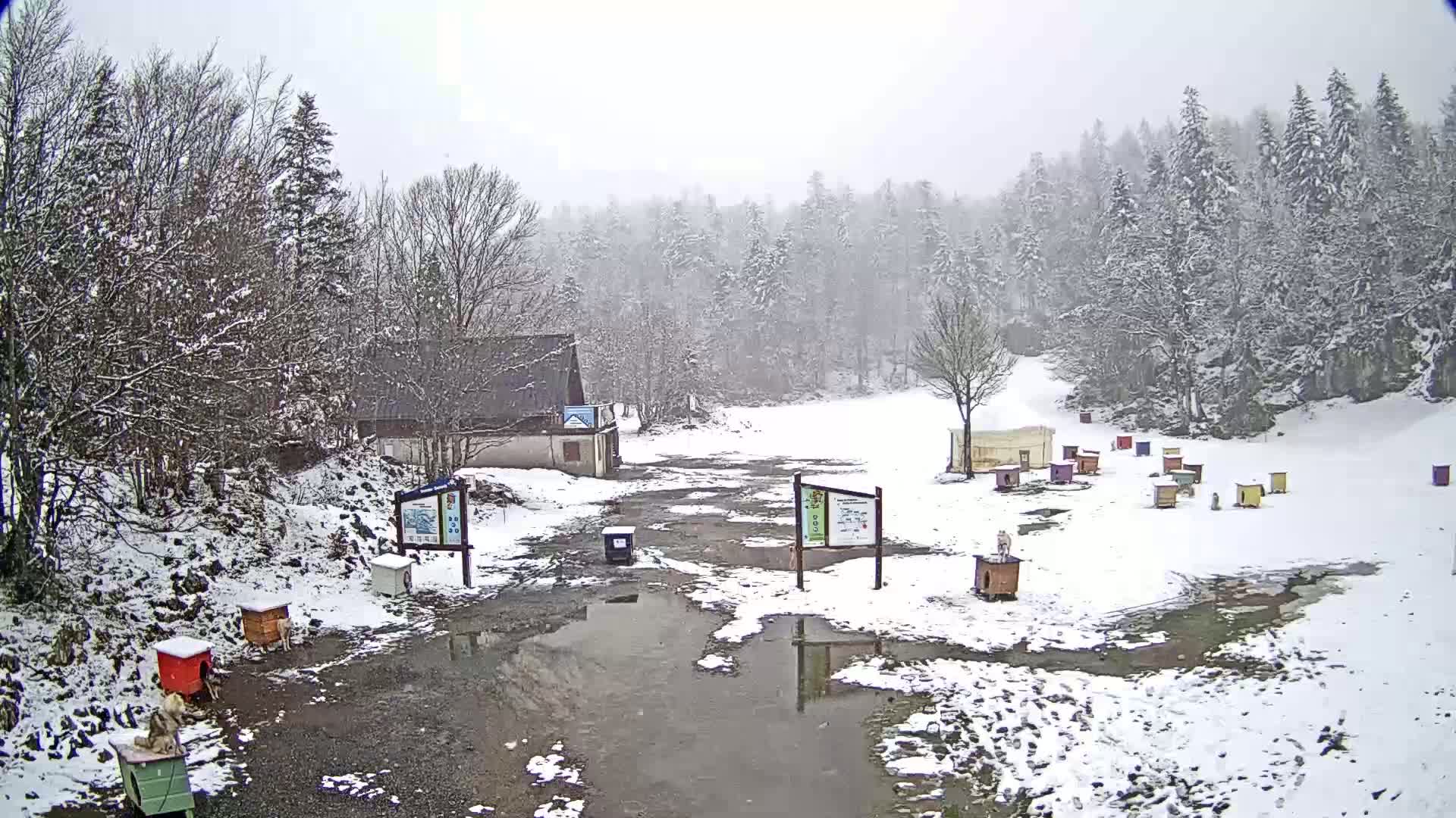 A snow-covered area with several small structures, possibly dog houses, and a building, surrounded by a snow-covered forest during a light snowfall.