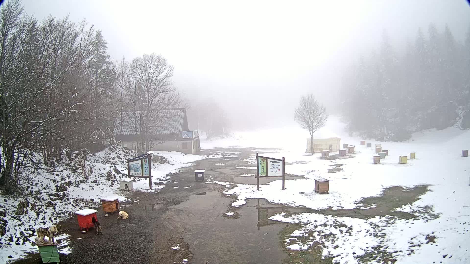 A snowy, foggy scene shows a building, several small dog houses, and some dogs near puddles in a clearing surrounded by trees.