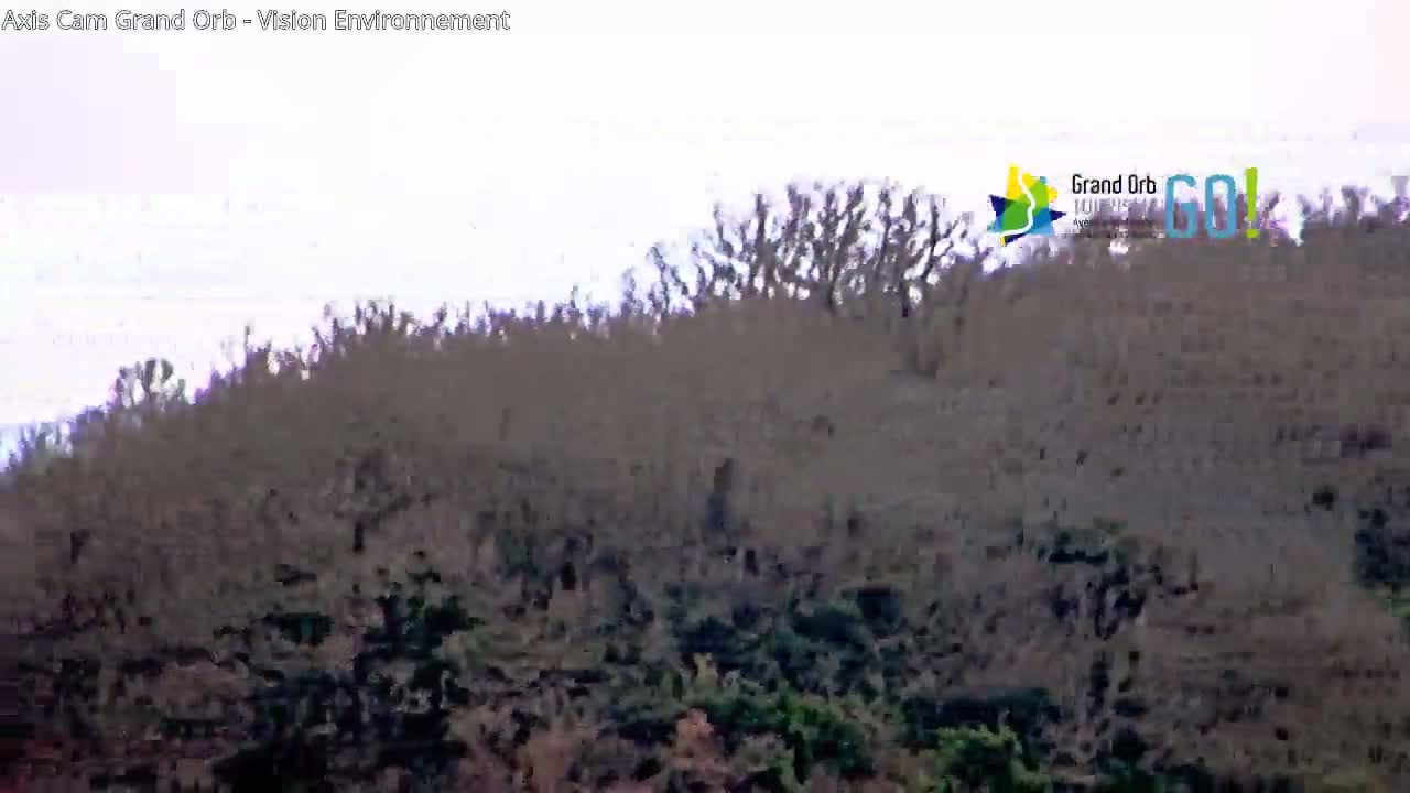 A hillside covered in bare, dark-colored bushes and trees under an overcast sky.
