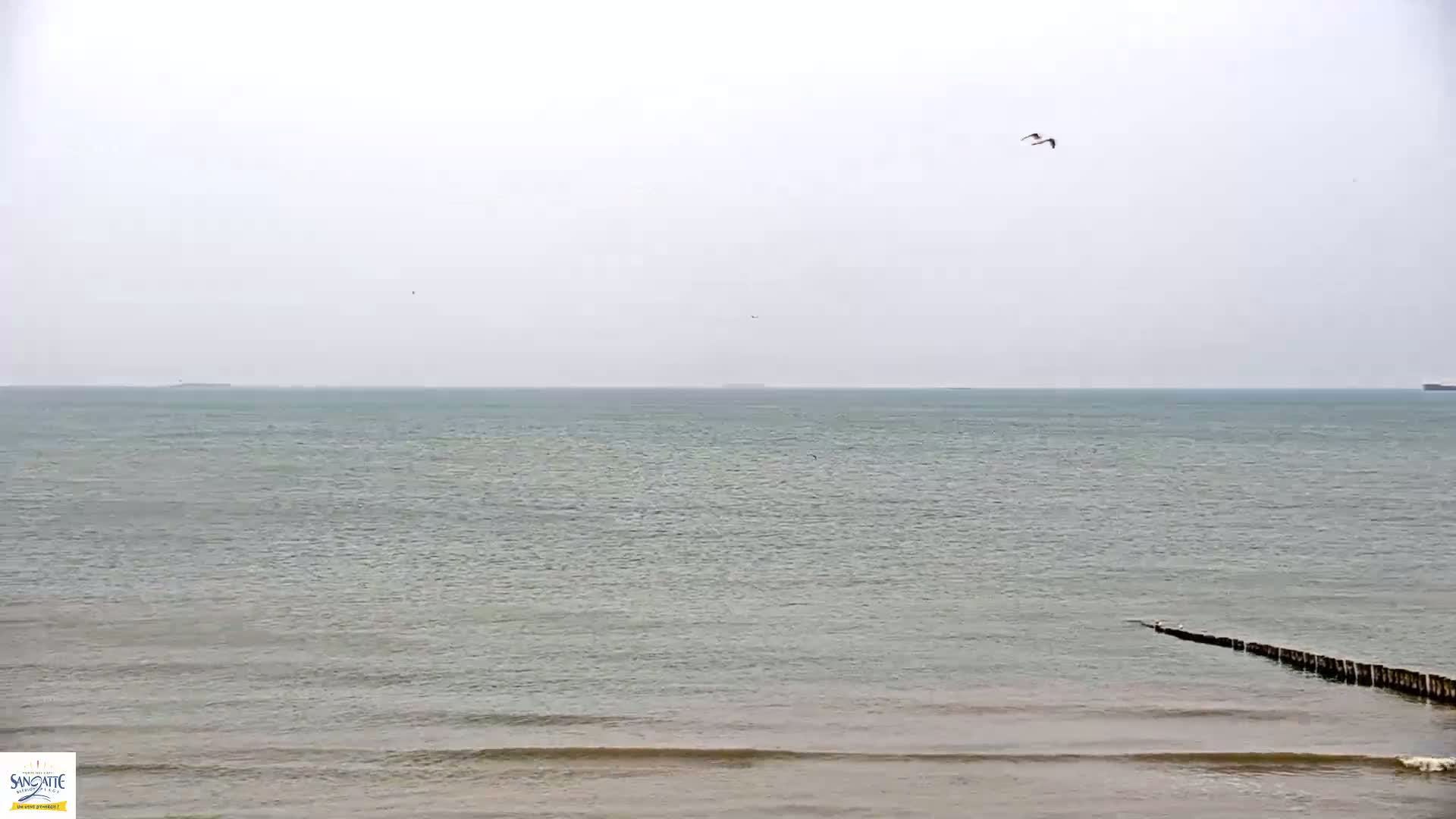 A calm, overcast day shows a gray-green sea meeting a sandy beach where a wooden breakwater extends into the water, with a couple of birds flying in the distance.