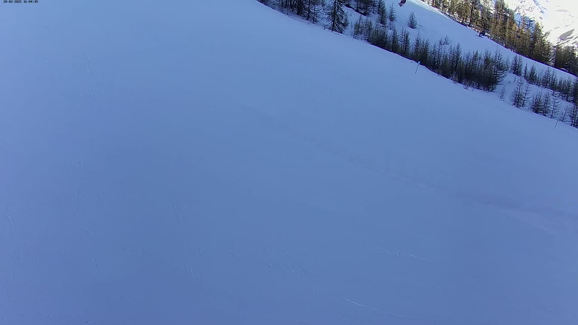 A mostly empty, snow-covered slope angles down from a line of dark evergreen trees under a clear, bright sky.