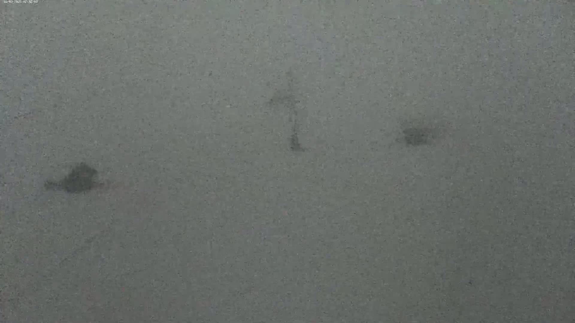 Three indistinct dark shapes are visible against a muted gray background, possibly in foggy or hazy conditions.