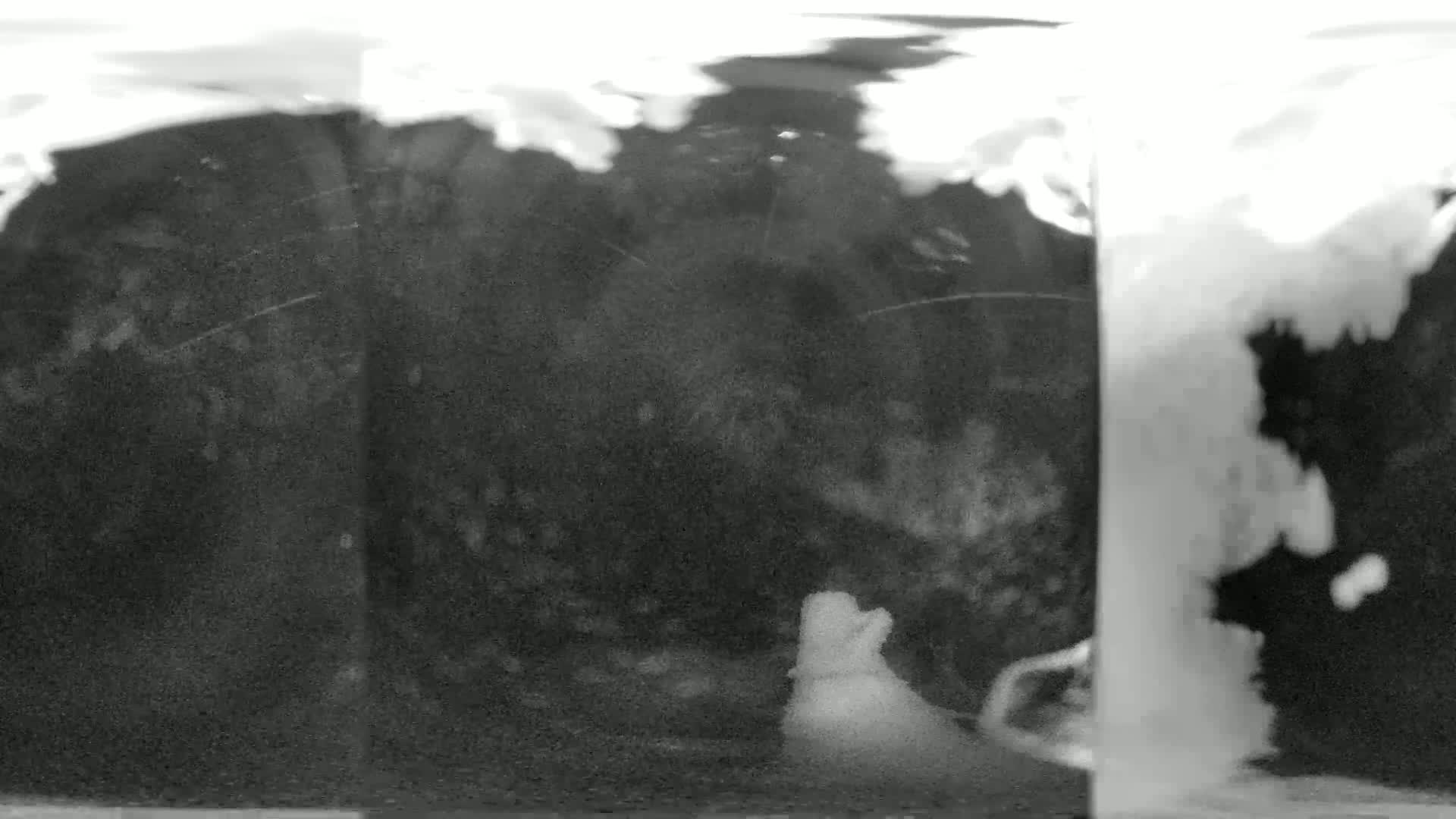 A blurry, grayscale image shows what appears to be two indistinct shapes, possibly animals, in a dark, possibly nighttime setting.