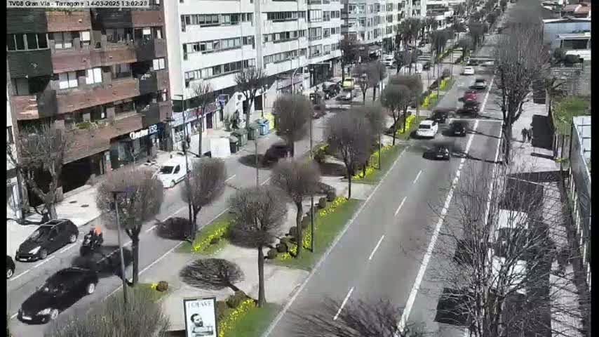 A sunny day on a city street lined with trees and yellow flowers, with cars driving in both directions.