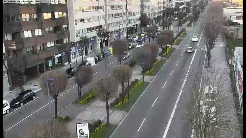 A wide shot of a city street with several cars driving on a road lined with bare trees and yellow flowers, under an overcast sky.