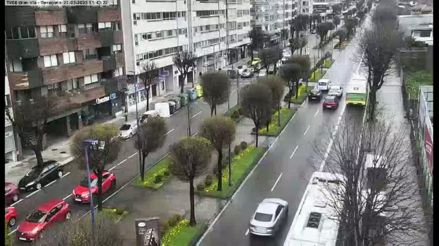 A wet city street with several cars and buses driving past buildings lined with leafless trees and small patches of yellow flowers.
