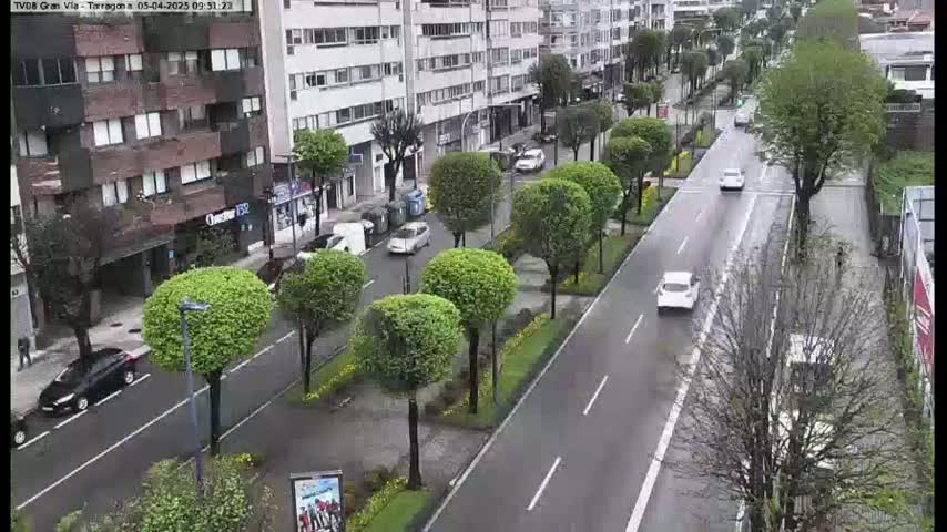 A wet city street lined with trimmed trees and parked cars, bordered by multi-story buildings.