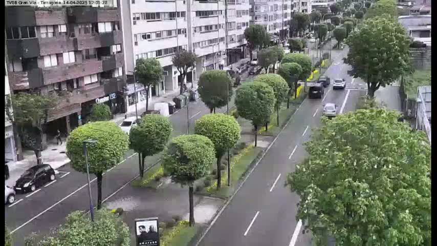 A wet street lined with neatly trimmed trees and several cars, bordered by multi-story buildings.