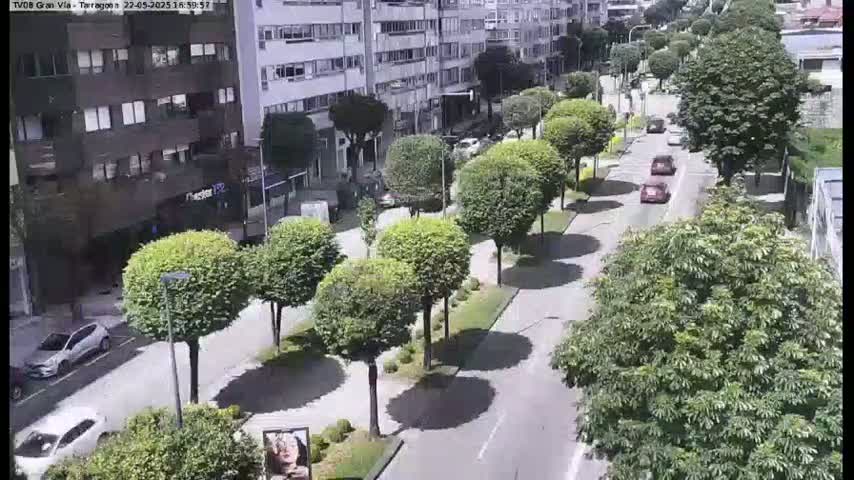 A sunny day reveals a city street lined with neatly trimmed trees, a few cars driving along the road, and multi-story buildings flanking either side.
