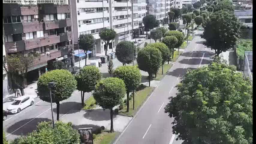A sunny city street with parked cars and a line of leafy trees lining a paved road between buildings.