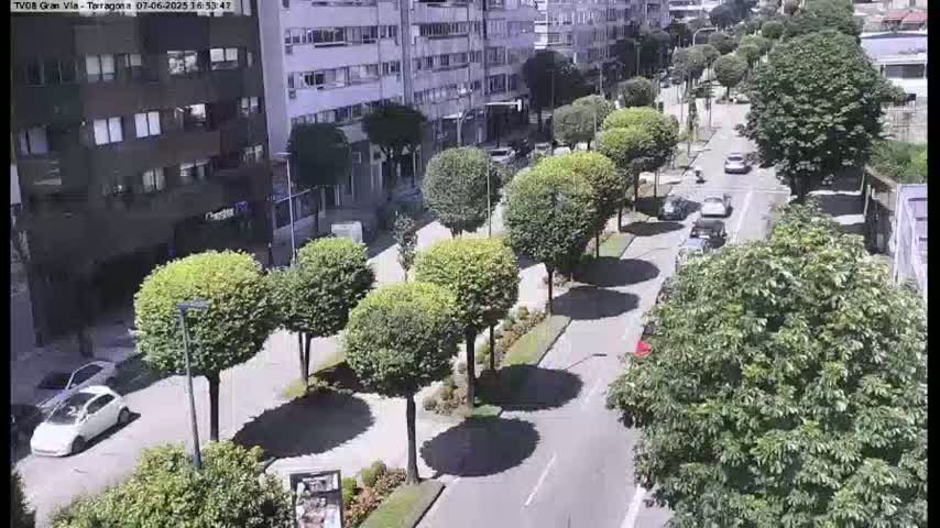 A sunny street scene shows several cars driving past buildings and rows of trimmed trees.