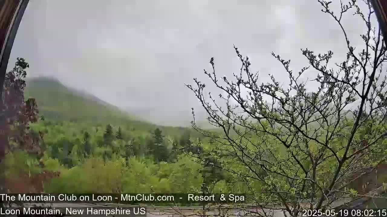 A view of a misty mountain range and lush green forest is seen through a window, with a bare tree in the foreground.