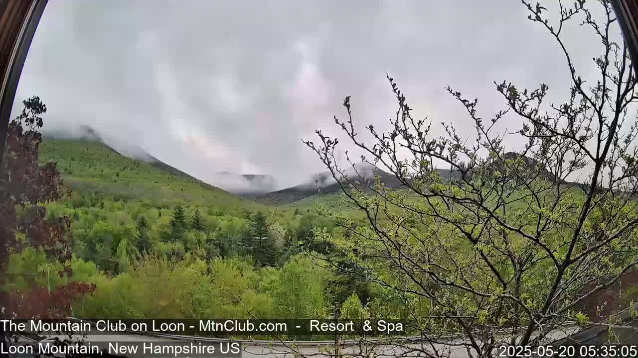 A view through a window shows a misty, green mountain range partially obscured by a leafless tree in the foreground.