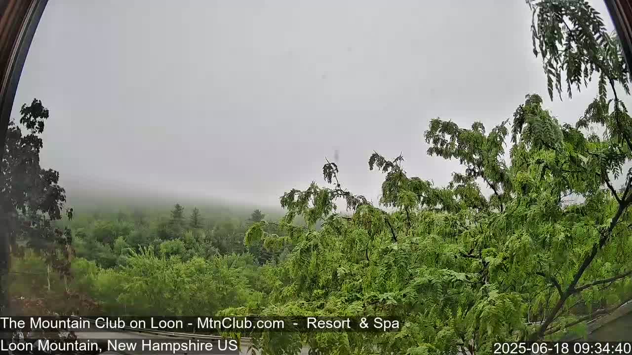 A foggy, overcast view of a lush green forest is seen from a window.