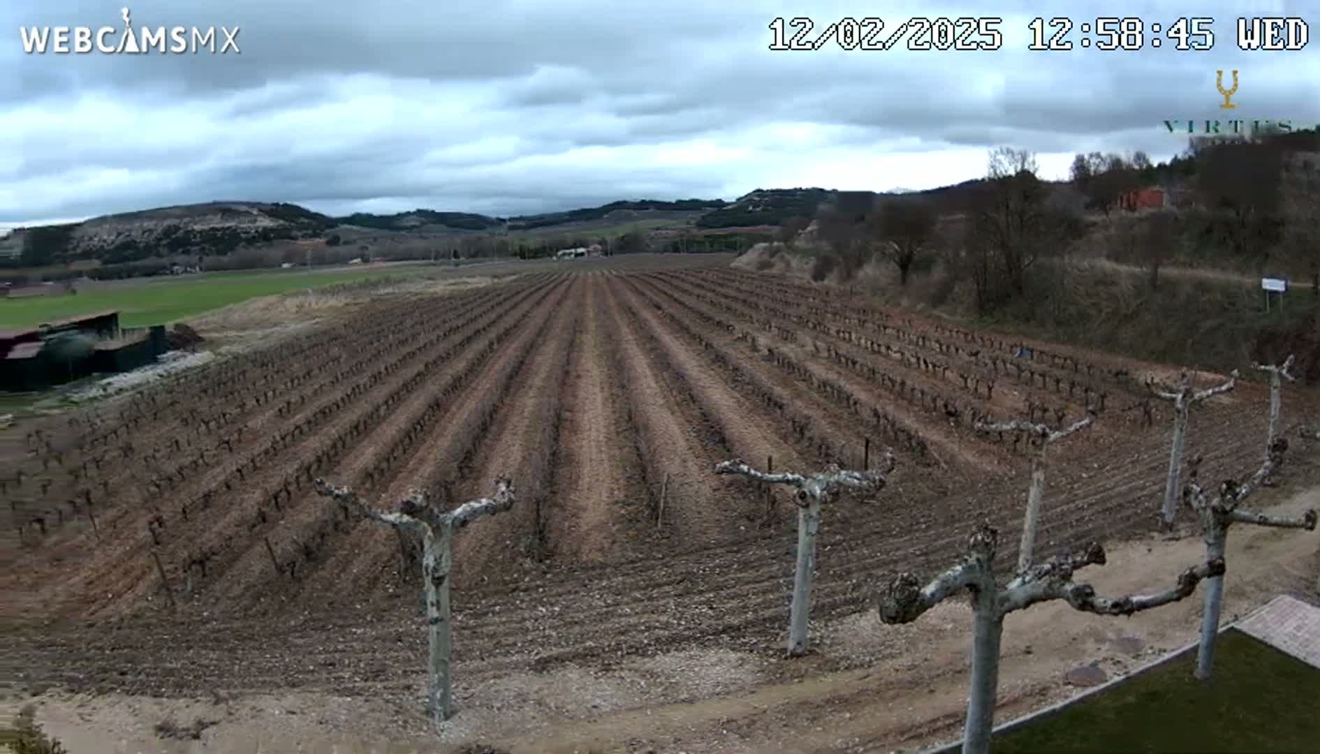 Rows of dormant grapevines stretch across a brown, dirt field under a cloudy sky.
