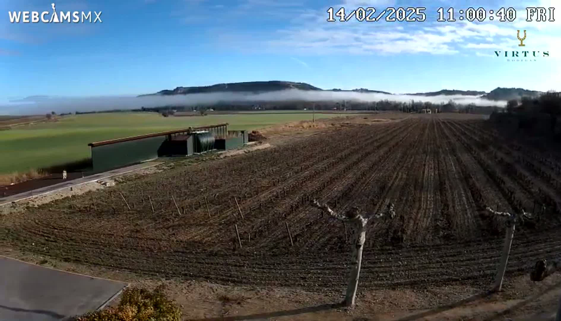 A long, plowed field with young trees planted in rows stretches out toward a distant mountain range partially obscured by low-lying fog under a clear blue sky.