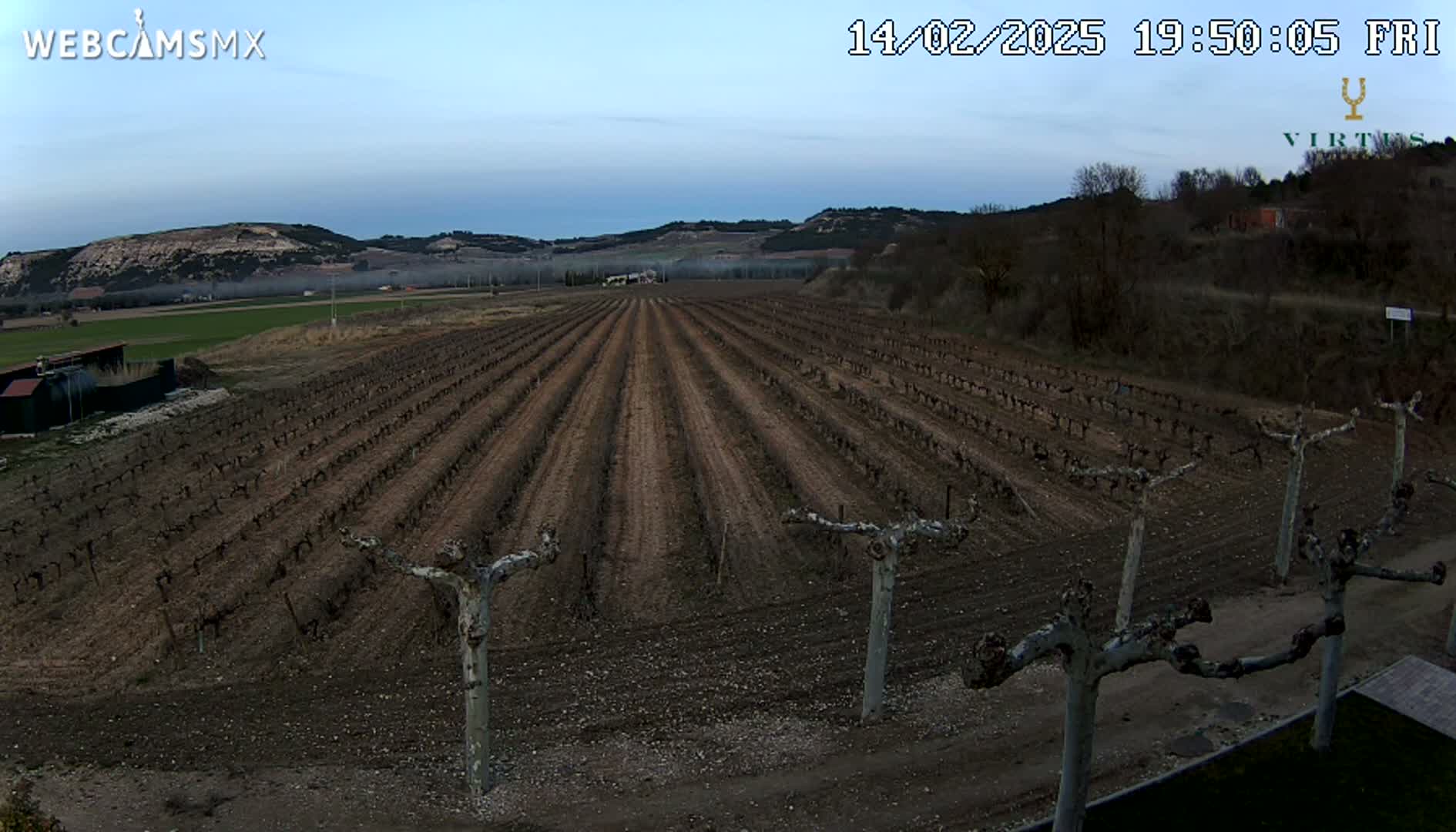Rows of dormant grapevines in a vineyard stretch across a field under a twilight sky.