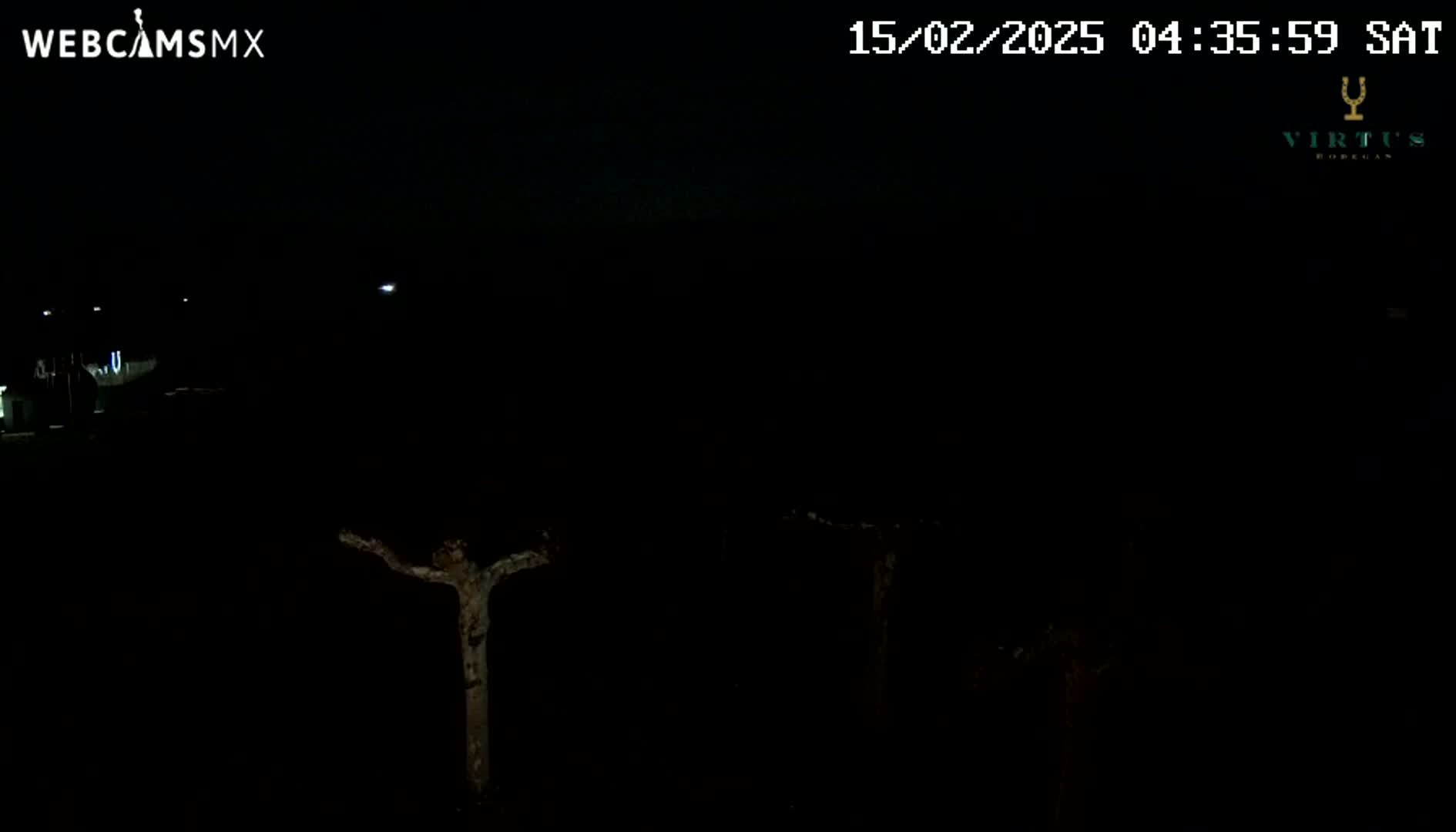 A nighttime outdoor scene shows several dark, leafless trees under a clear, dark sky.