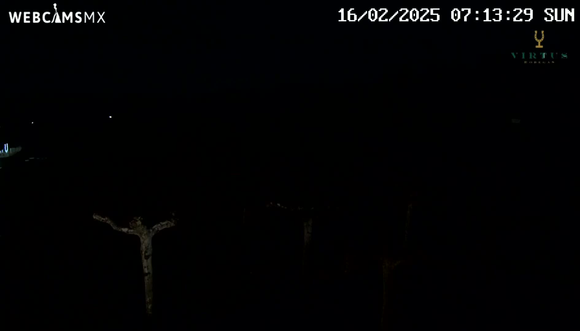 A dark nighttime scene shows several bare, silhouetted trees under a clear, starlit sky.