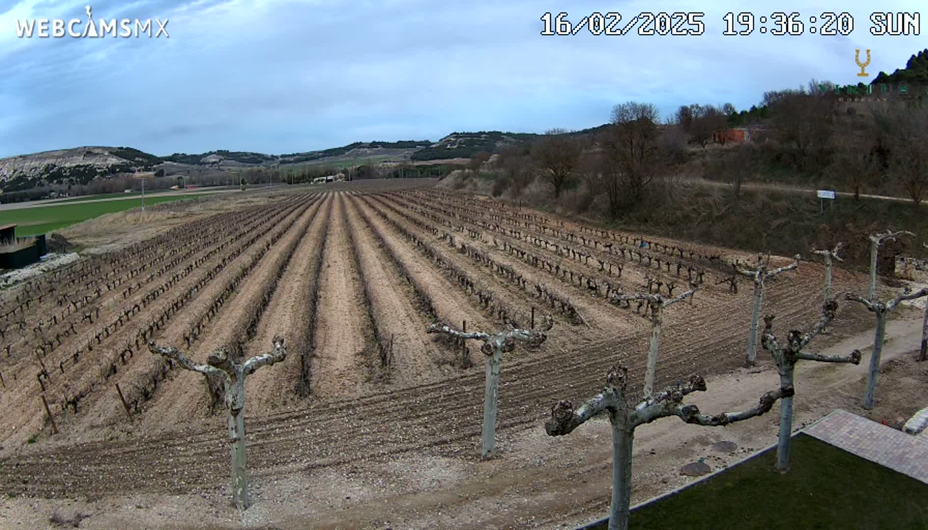 Rows of dormant grapevines stretch across a field under a mostly cloudy sky.