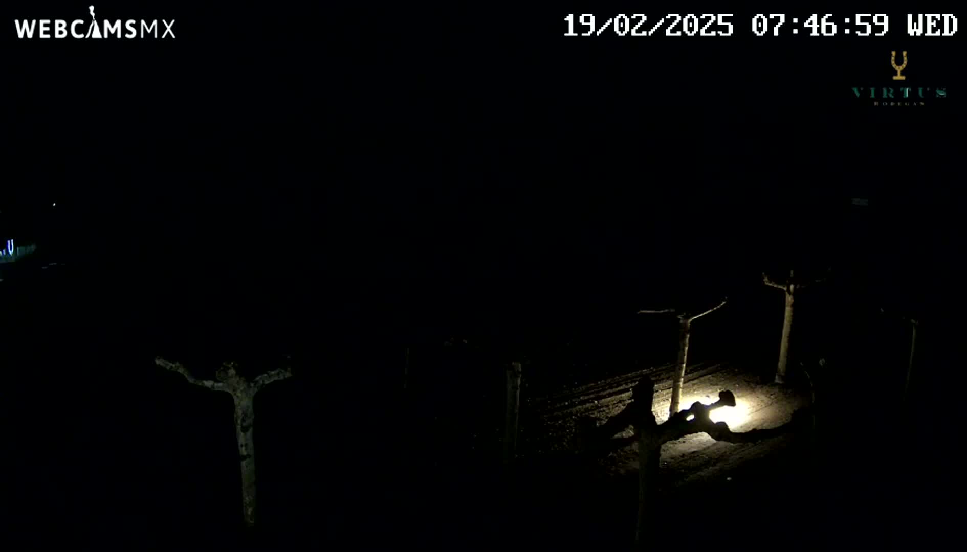 A nighttime, low-light view shows a sparsely lit area with several small, bare trees illuminated by a single light source on the ground.