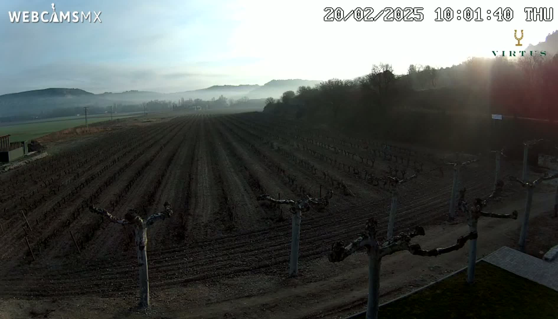 A vineyard stretches across a field under a hazy, sunrise sky.