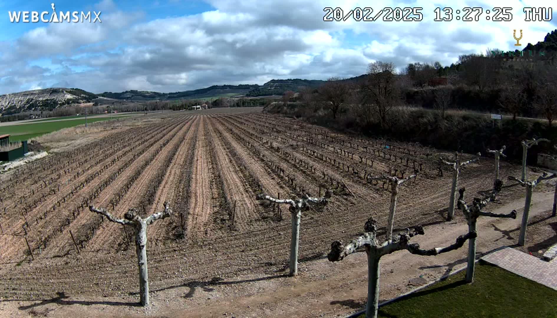 A vineyard with bare vines stretches across a brown, arid landscape under a partly cloudy sky.