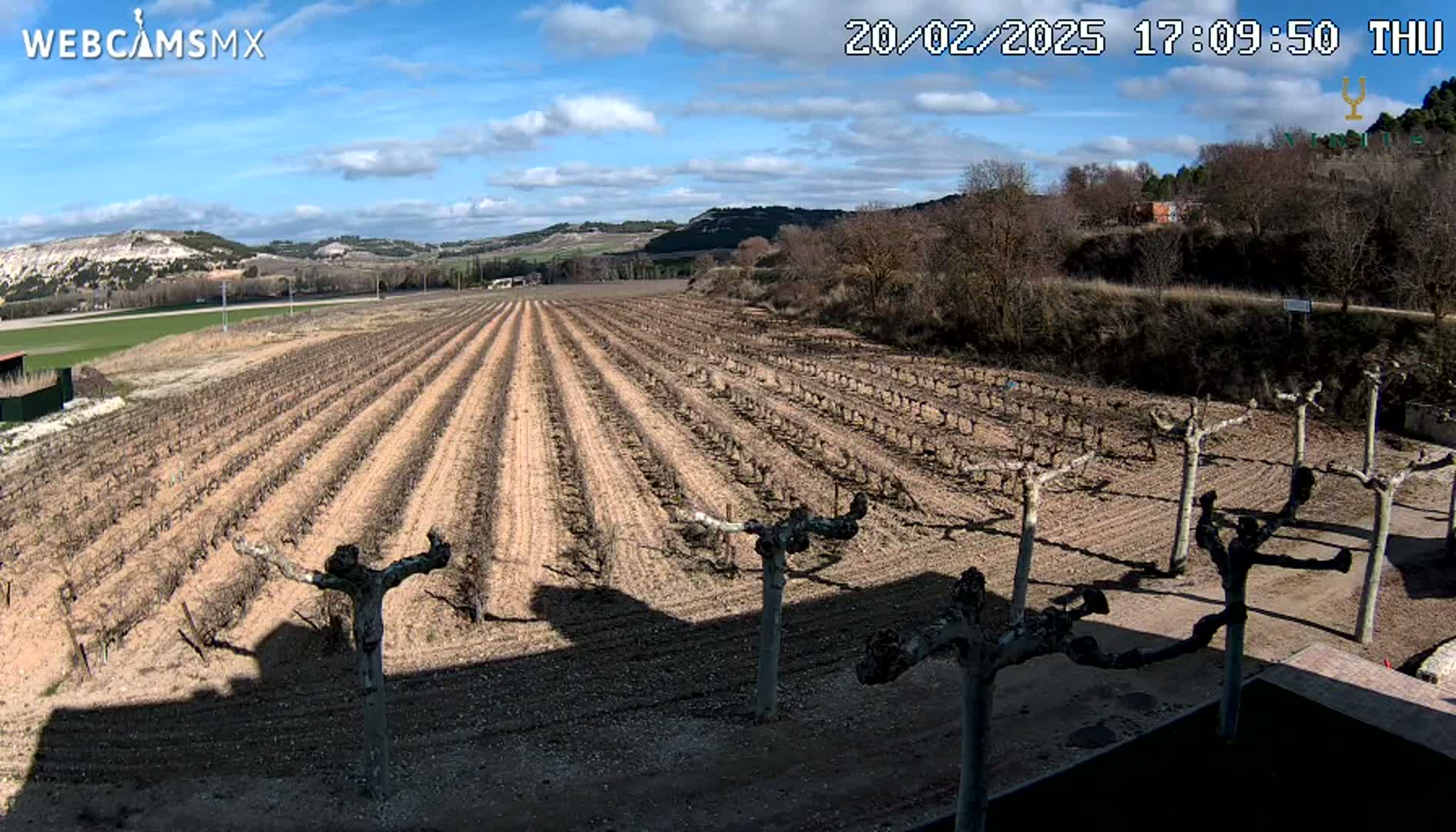 A vineyard with bare vines stretches across a gently sloping field under a mostly sunny sky.