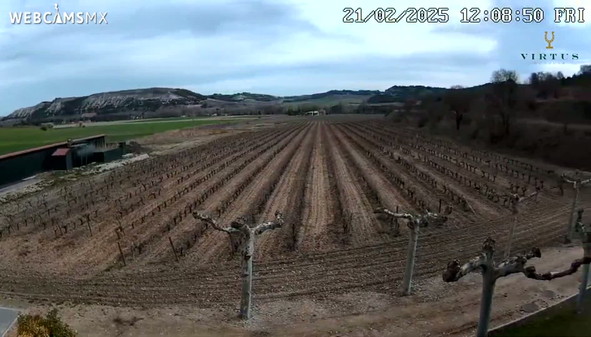 A long vineyard with bare vines stretches across a gently sloping field under an overcast sky.