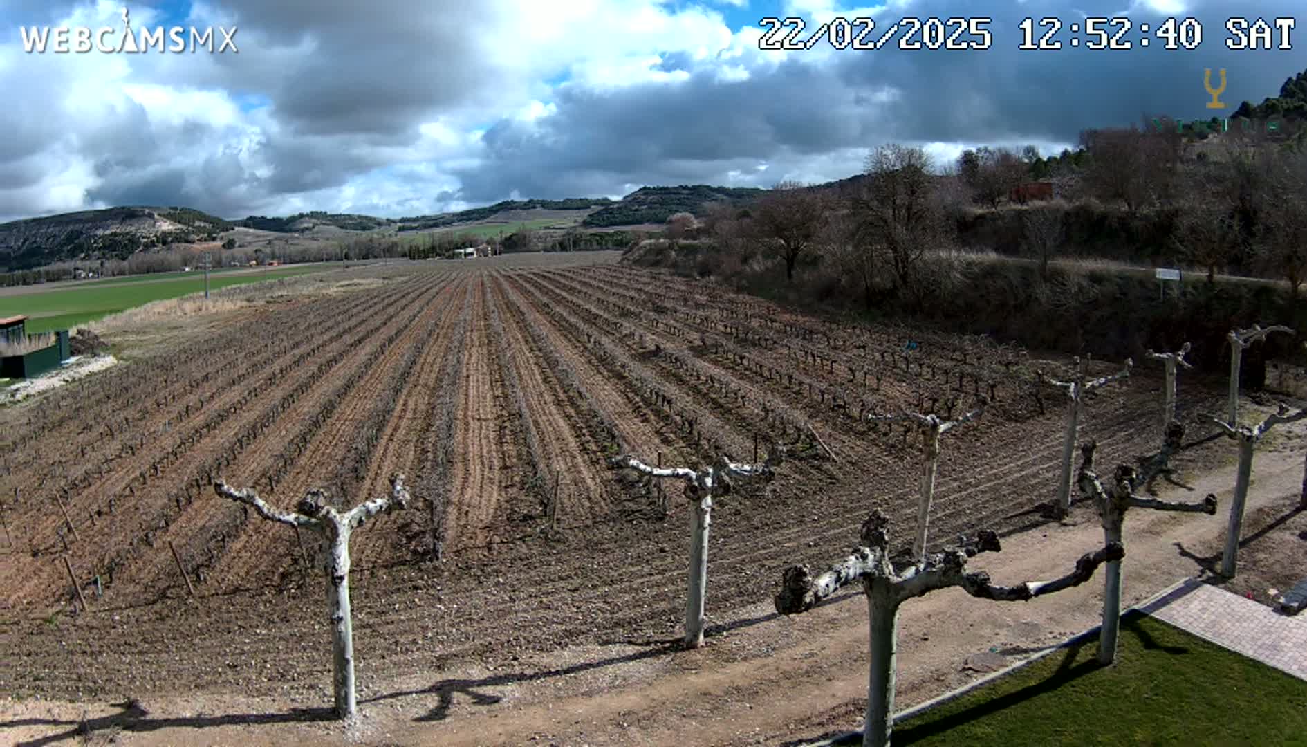 A vineyard with bare vines and leafless trees under a partly cloudy sky.