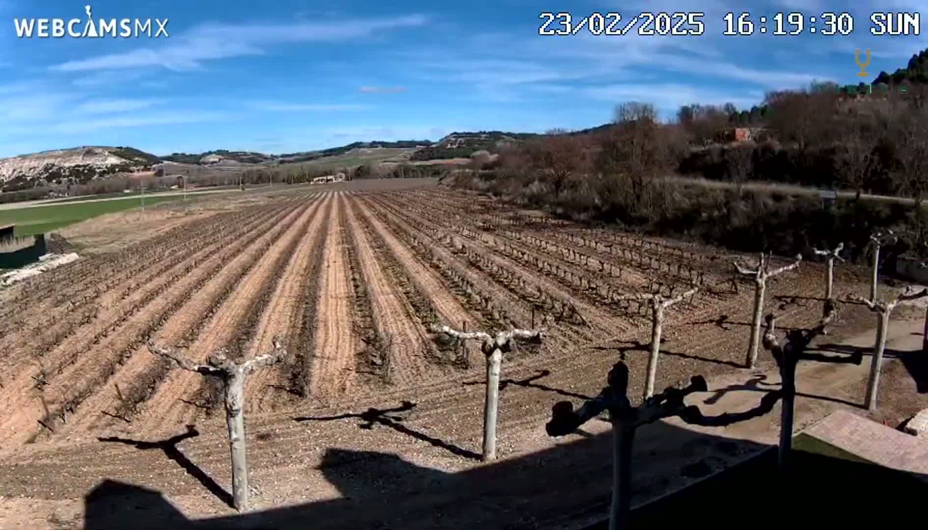 A large vineyard with bare vines extends across a gently sloping field under a clear, sunny sky.