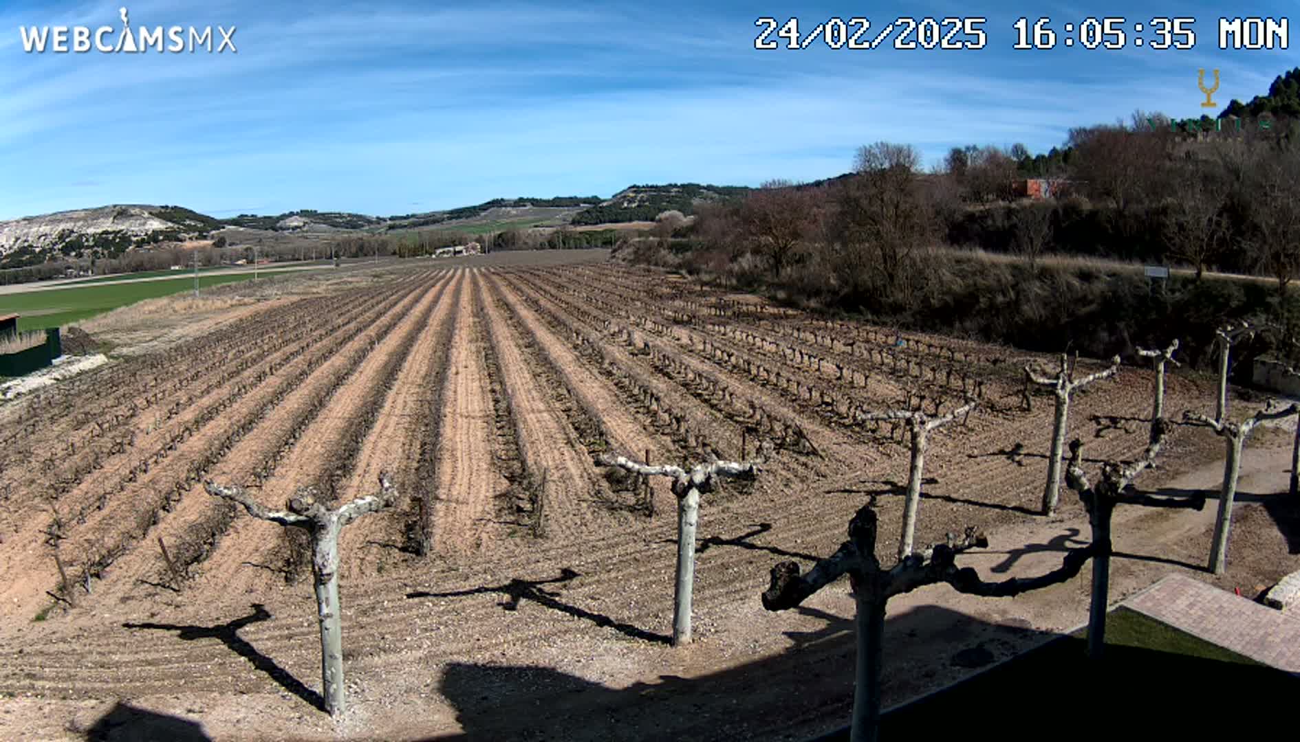 A large vineyard with bare vines under a clear blue sky is visible, with rolling hills in the background.