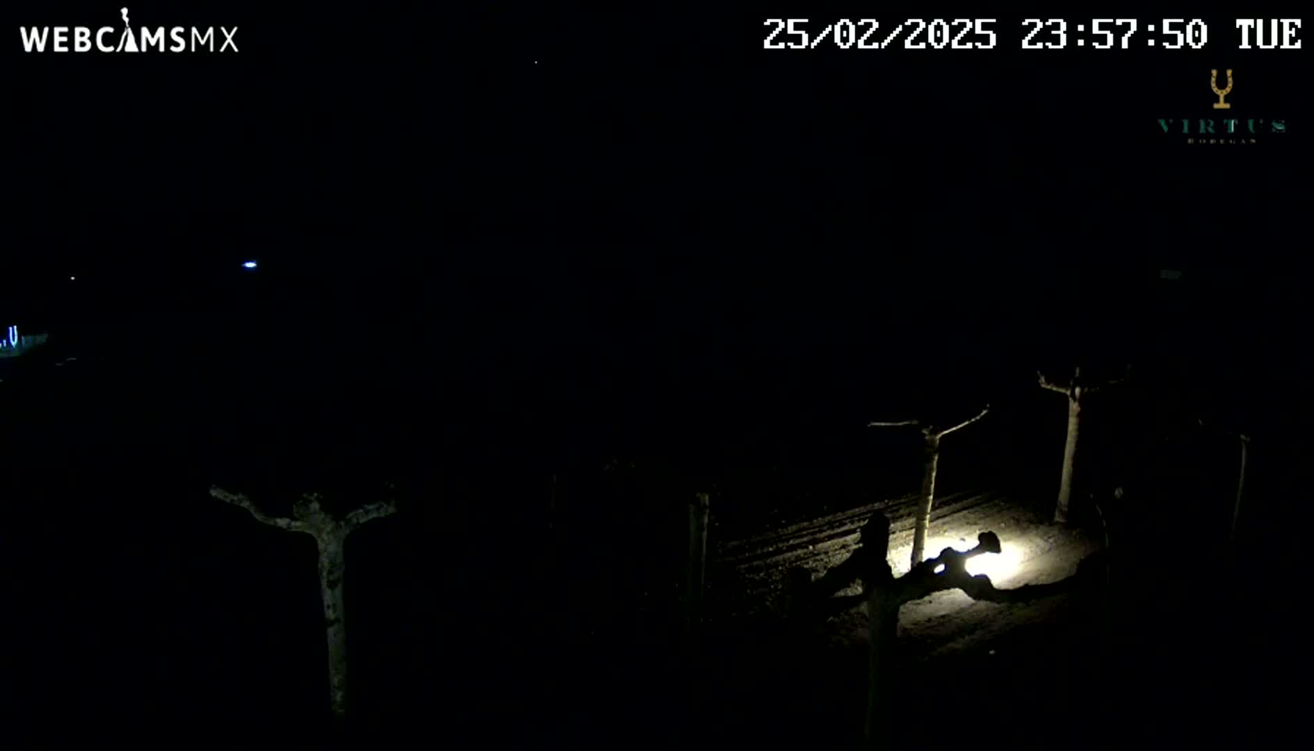 At night, under a clear, dark sky, two figures are illuminated by a light source near bare, silhouetted trees.