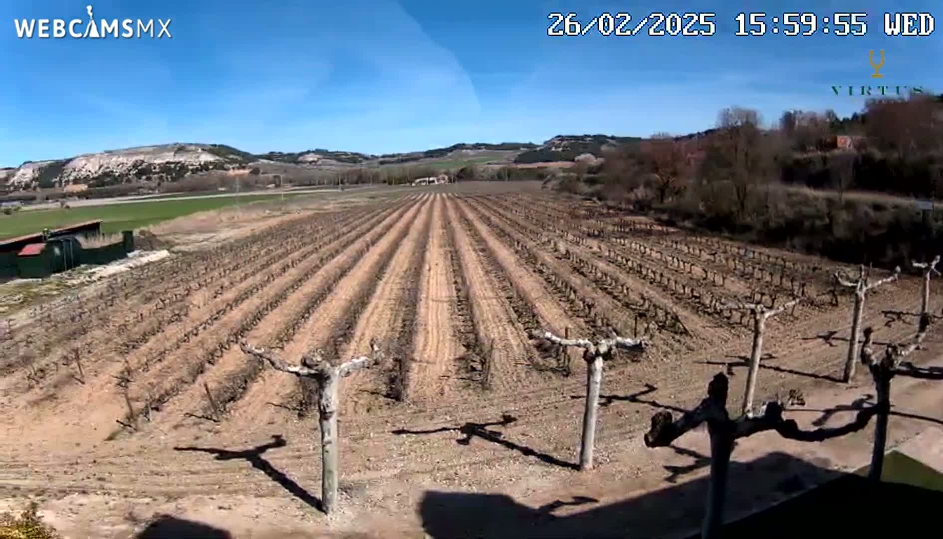 A long vineyard with bare vines stretches across a gently sloping landscape under a clear blue sky on a sunny day.