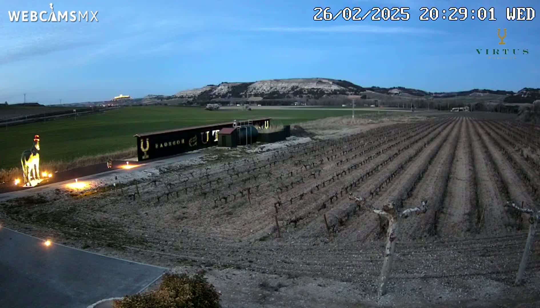 A vineyard at twilight under a clear, dark blue sky, illuminated by artificial lights, with a statue of a horse nearby.