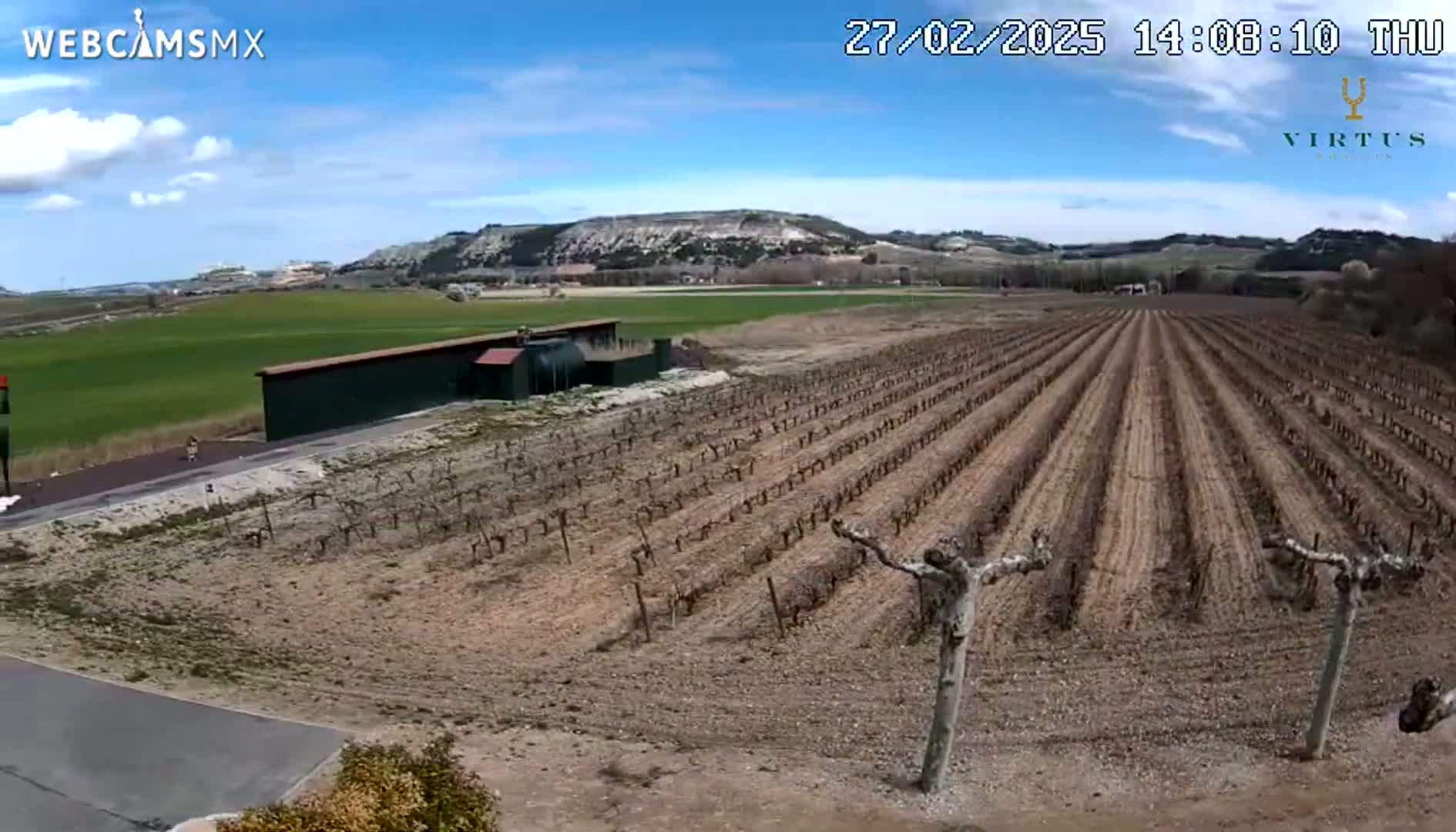 A vineyard with bare vines stretches across a dry, brown field under a mostly sunny sky.