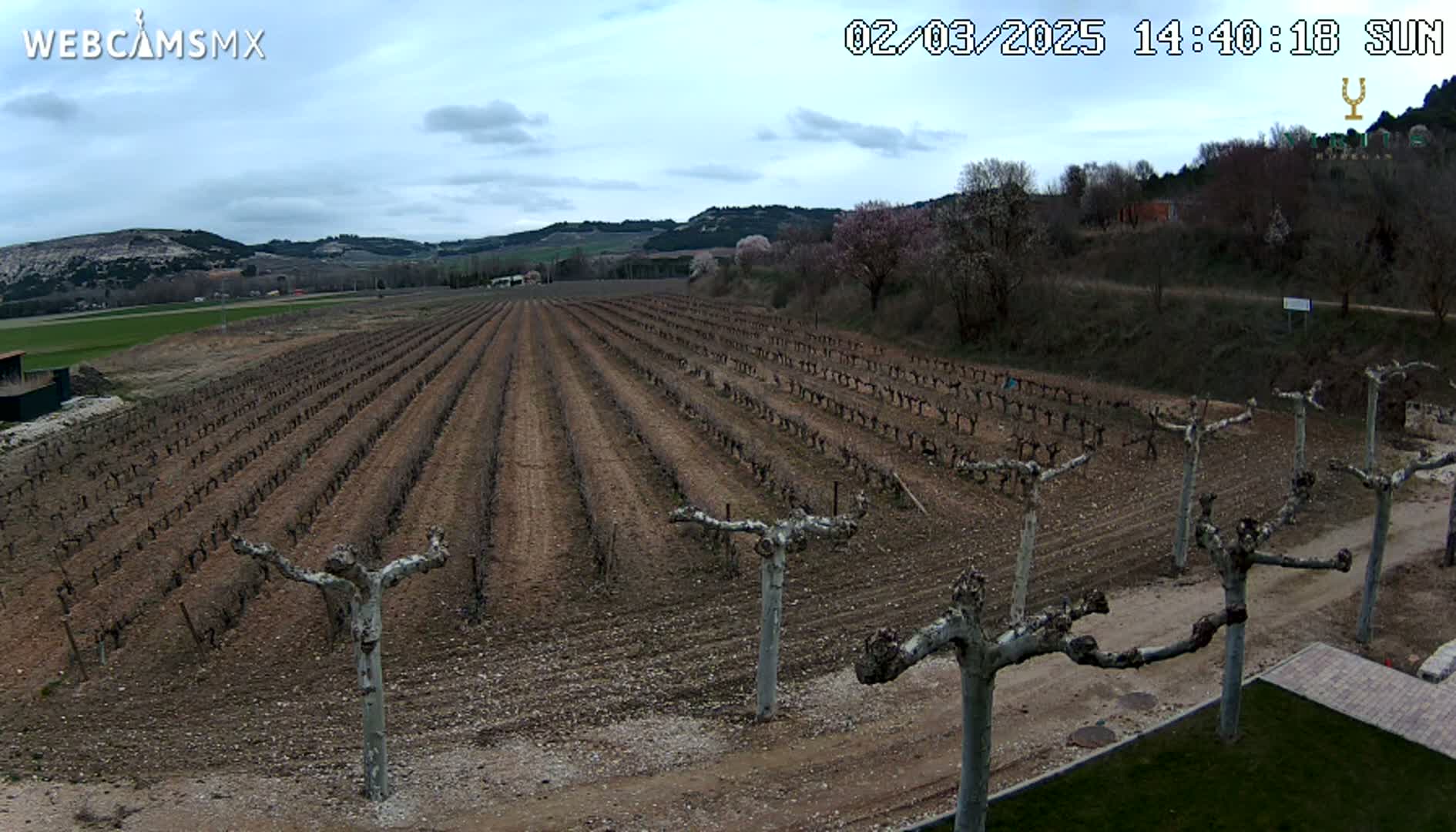 A vineyard with bare vines in rows stretches across a gently sloping landscape under a mostly cloudy sky.