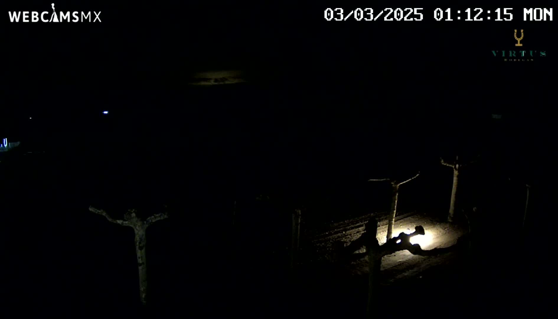 A nighttime, low-light view shows a person illuminated by a lamp working amongst bare, silhouetted trees.